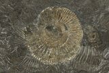 Dactylioceras Ammonite Cluster - Posidonia Shale, Germany #180396-1